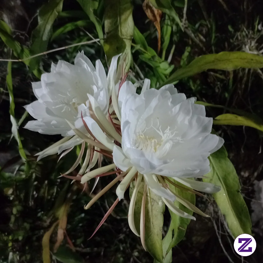 Wijayakusuma Flower.A Rare Night Beauty Unfolding Under The Dark Sky.