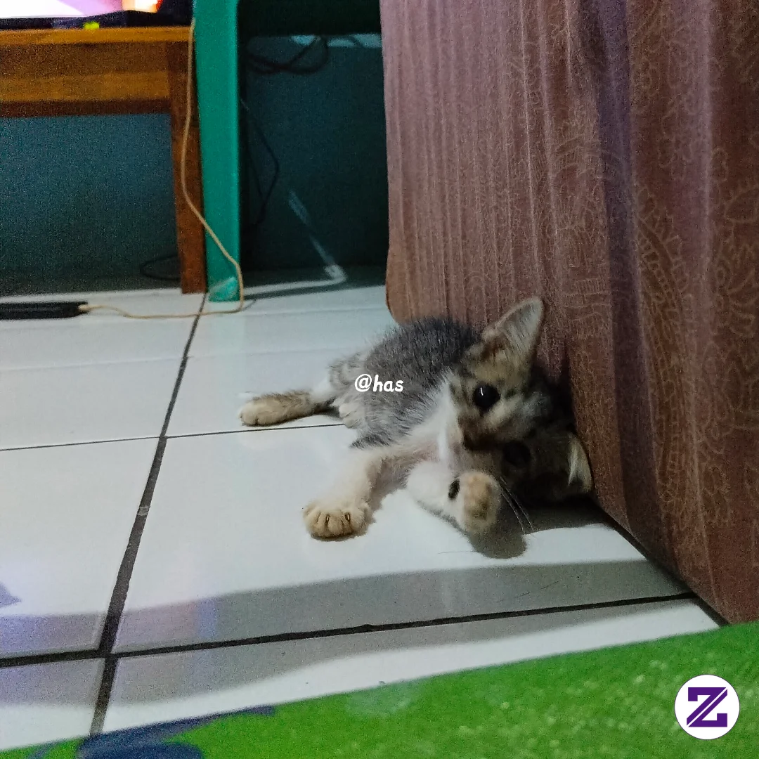 Met Siang Cat Lovers 😽