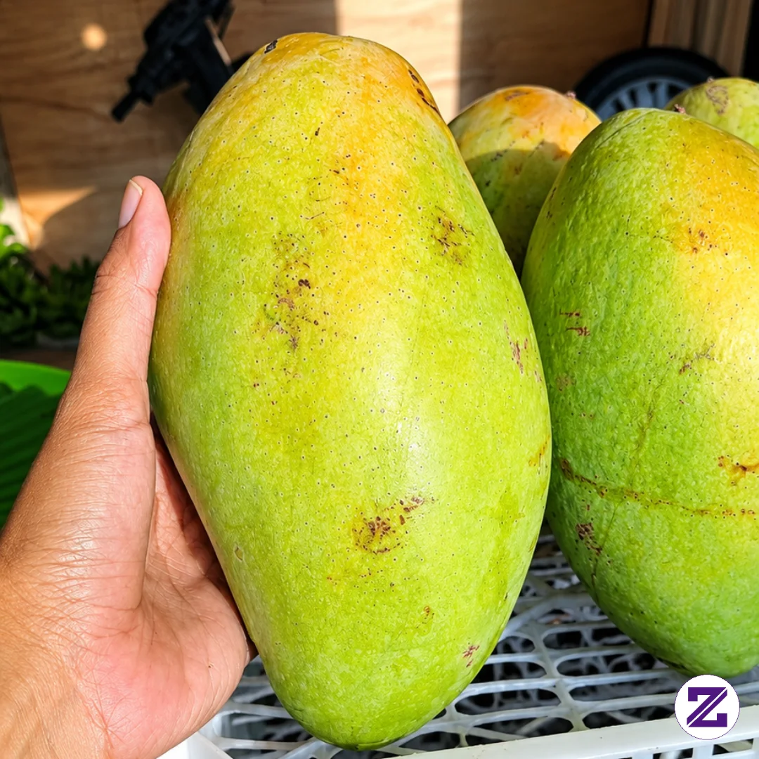 Lebih Besar Mangga Ya Daripada Tangan Yang Megang 😂