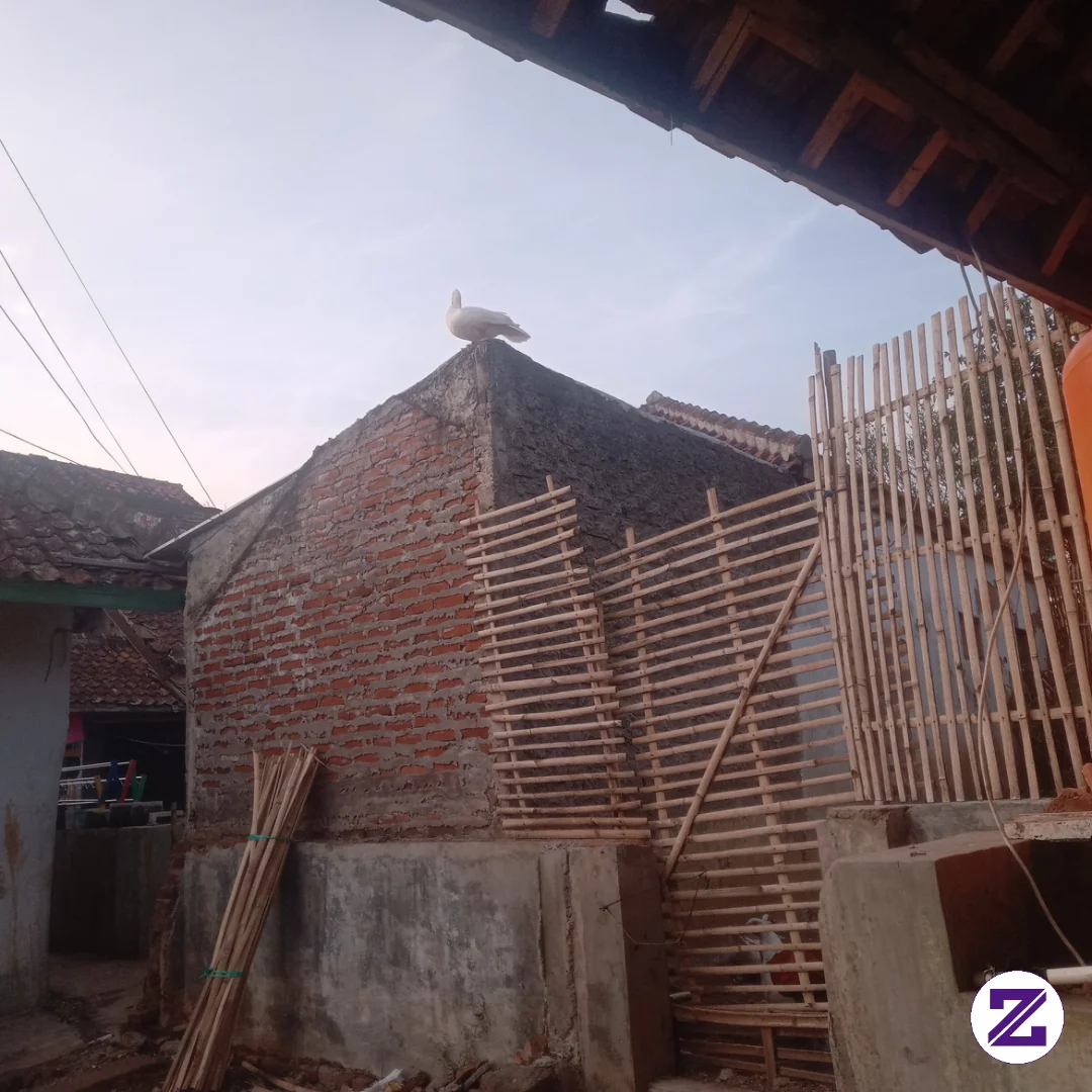 Bebek Siapa Yang Pagi Pagi Udah Di Atap Rumah Orang???
