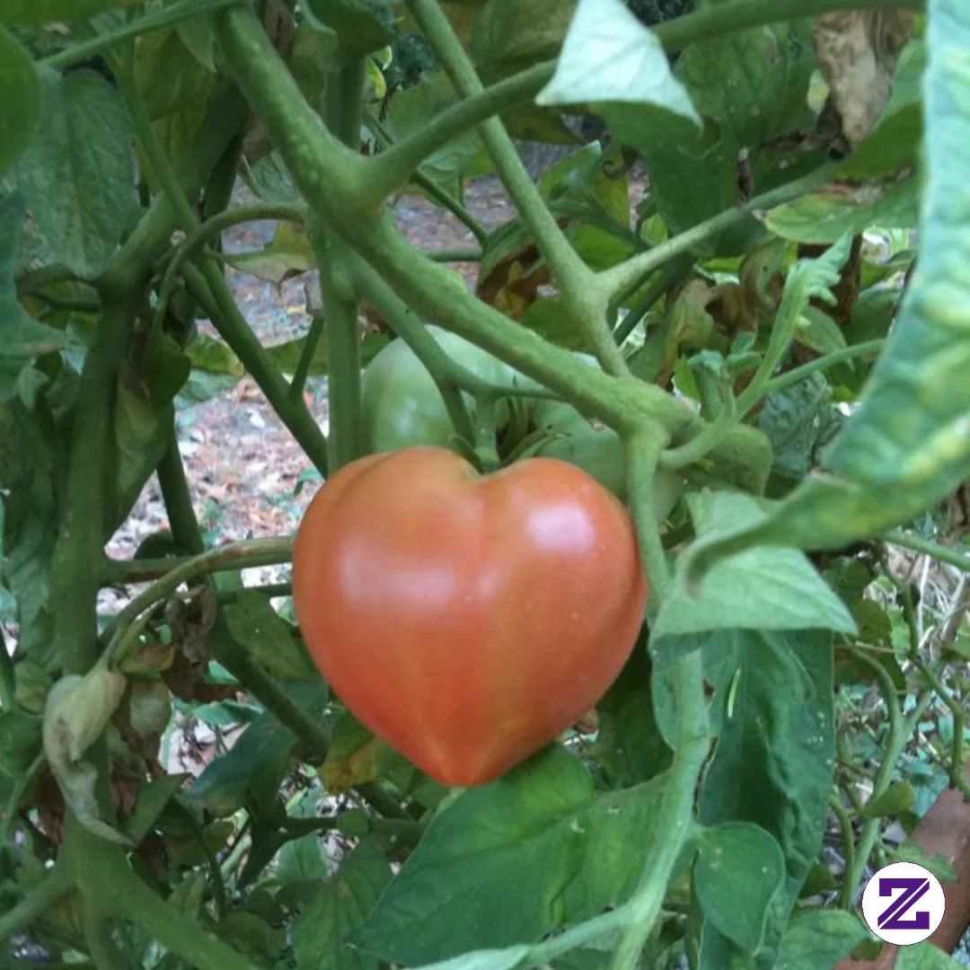 Heart Shaped Tomato