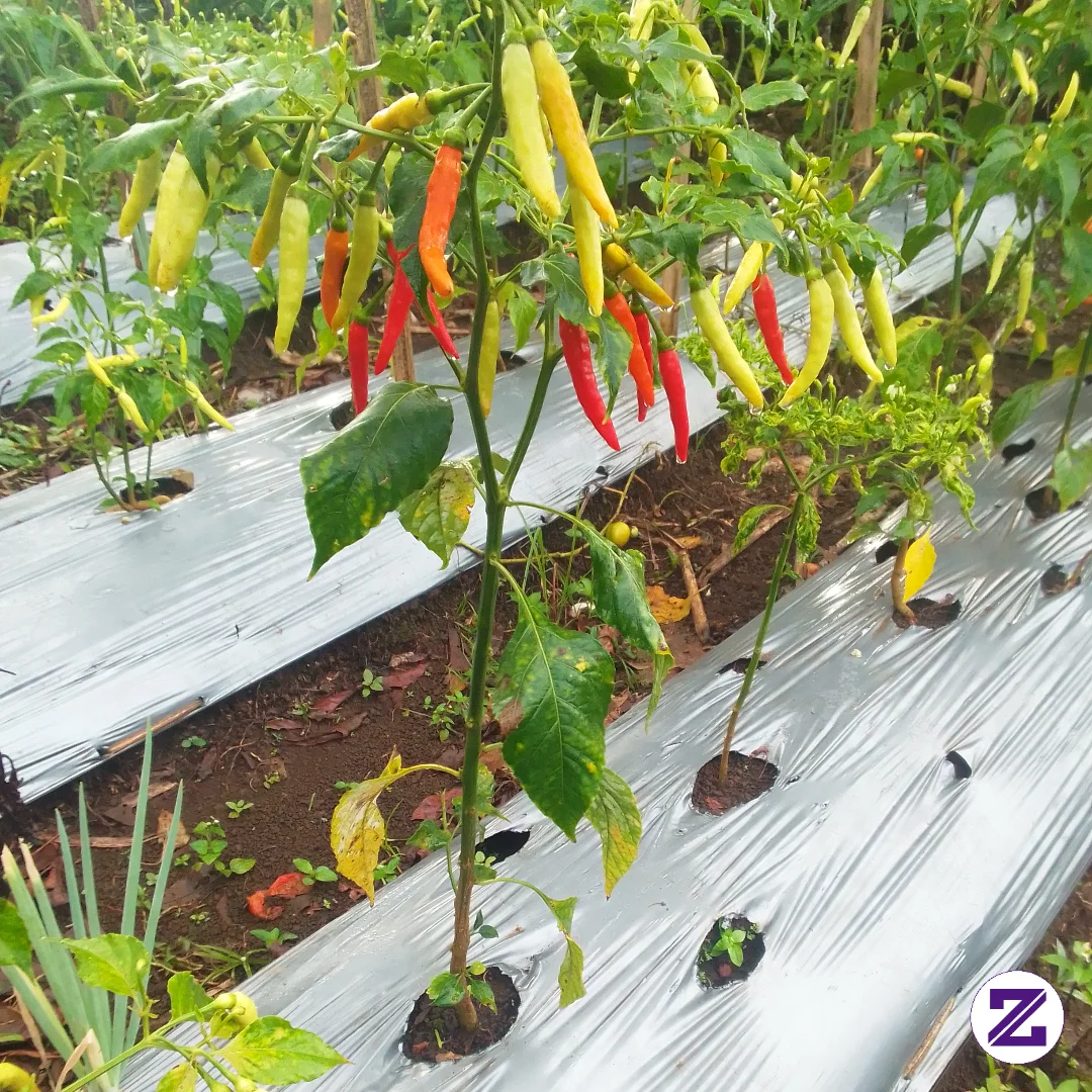 🌶️ **PANEN CABAI MELIMPAH! Satu Tanaman Menghasilkan Banyak Buah, Merah Dan