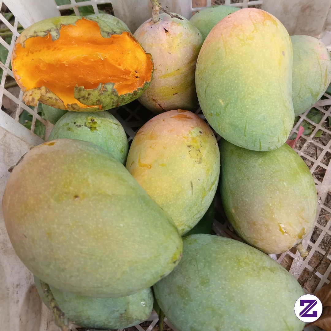 Musim Mangga 🤤
