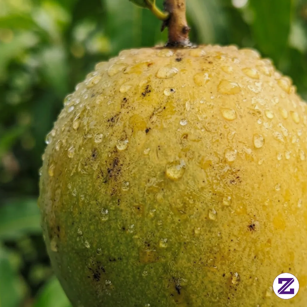 Buah Mangga.