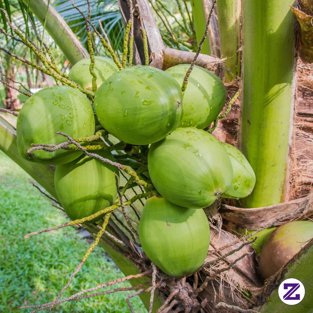 🥥 JANGAN KIRA AIR KELAPA CUMA UNTUK MENGHILANGKAN DAHAGA! 3 FAKTA INI BISA