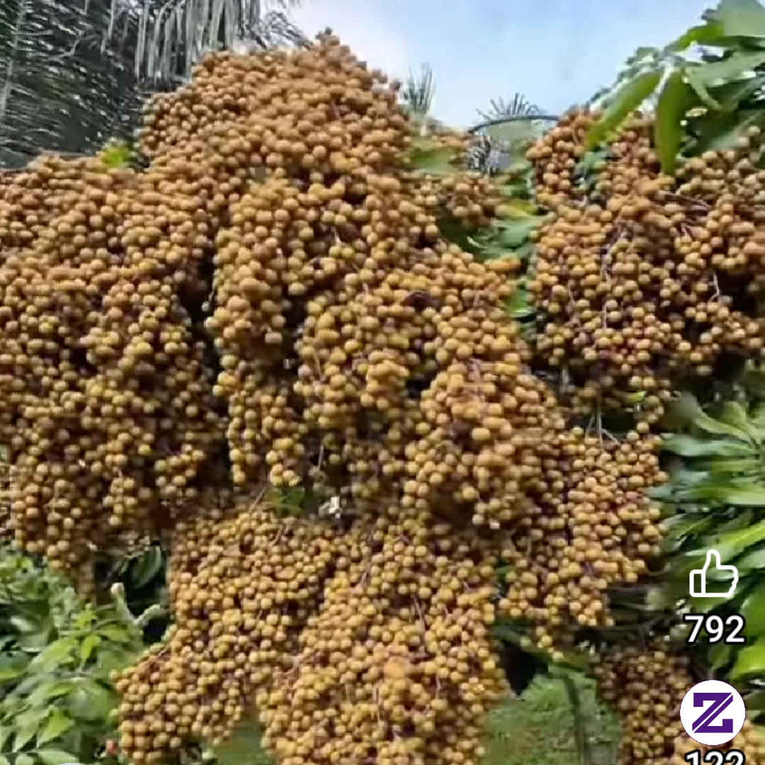 Panen Buah Kelengkeng Lur.....mau Gak