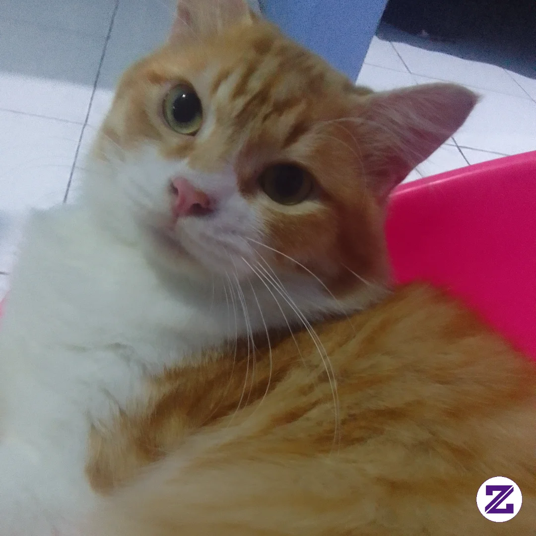 🐱 KALAU KUCING BISA BICARA, KIRA-KIRA DIA MAU BILANG APA? 😹❤️