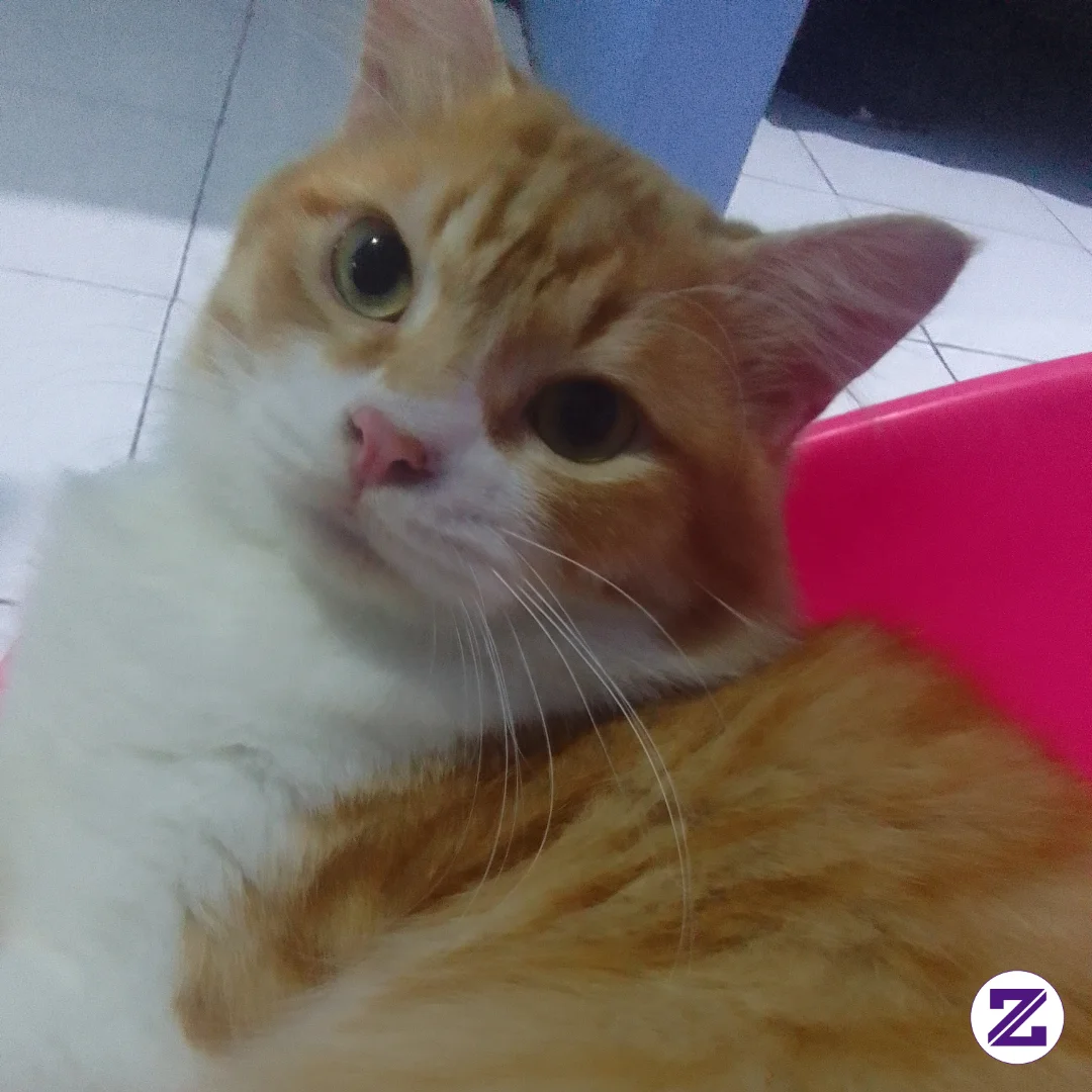 Ketika Kamu Jadi Babu Bagi Kucing Kesayanganmu