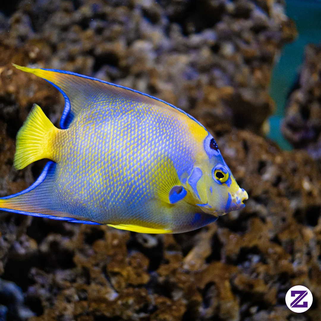Ini Adalah Ikan Malaikat Ratu Atau Queen Angelfish 🐠 - Edukasi - Purwari Lin