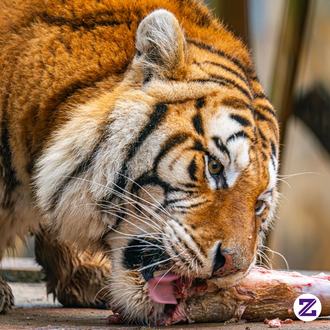 Harimau Sedang Menangsa
