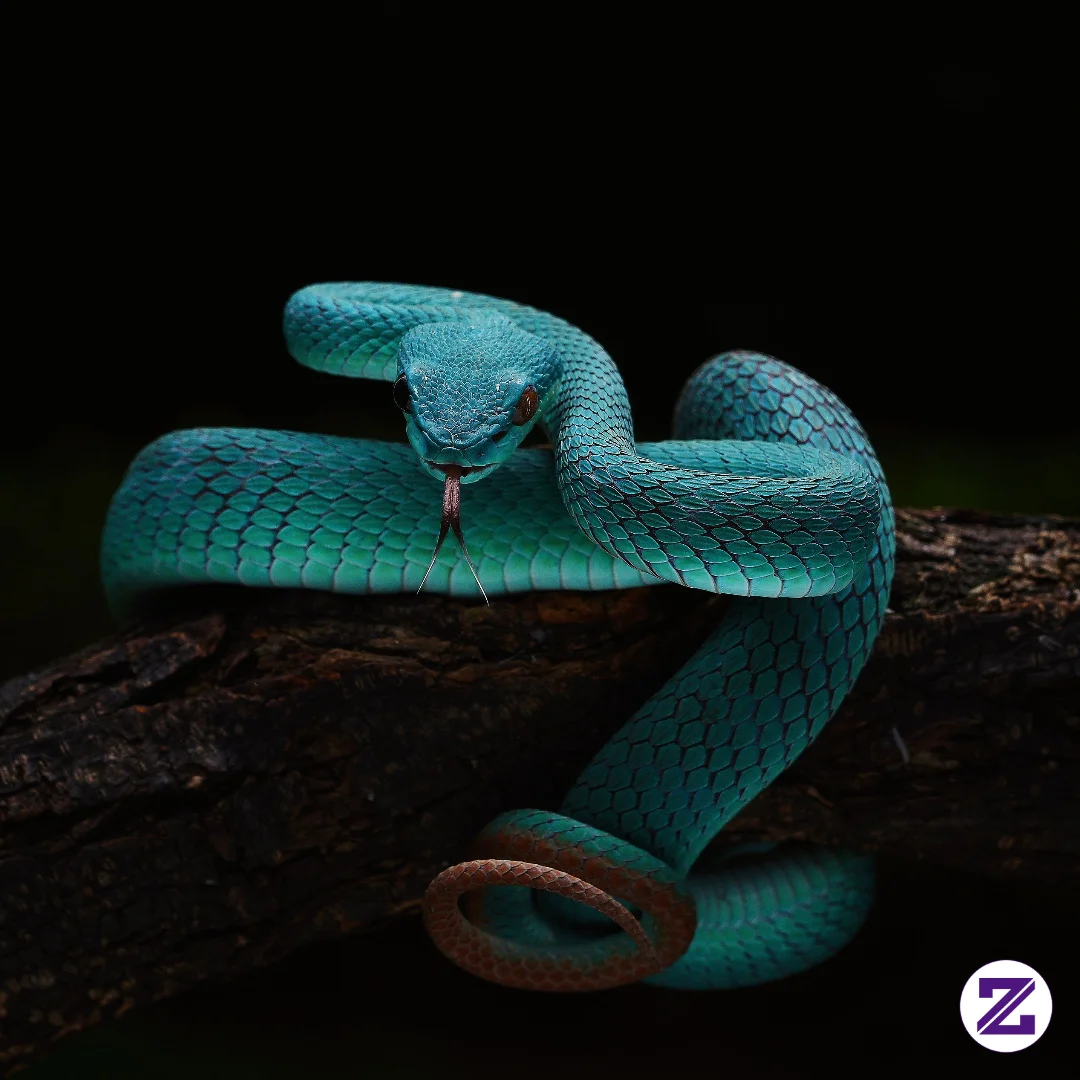 Ular Biru Insularis (Trimeresurus Insularis)