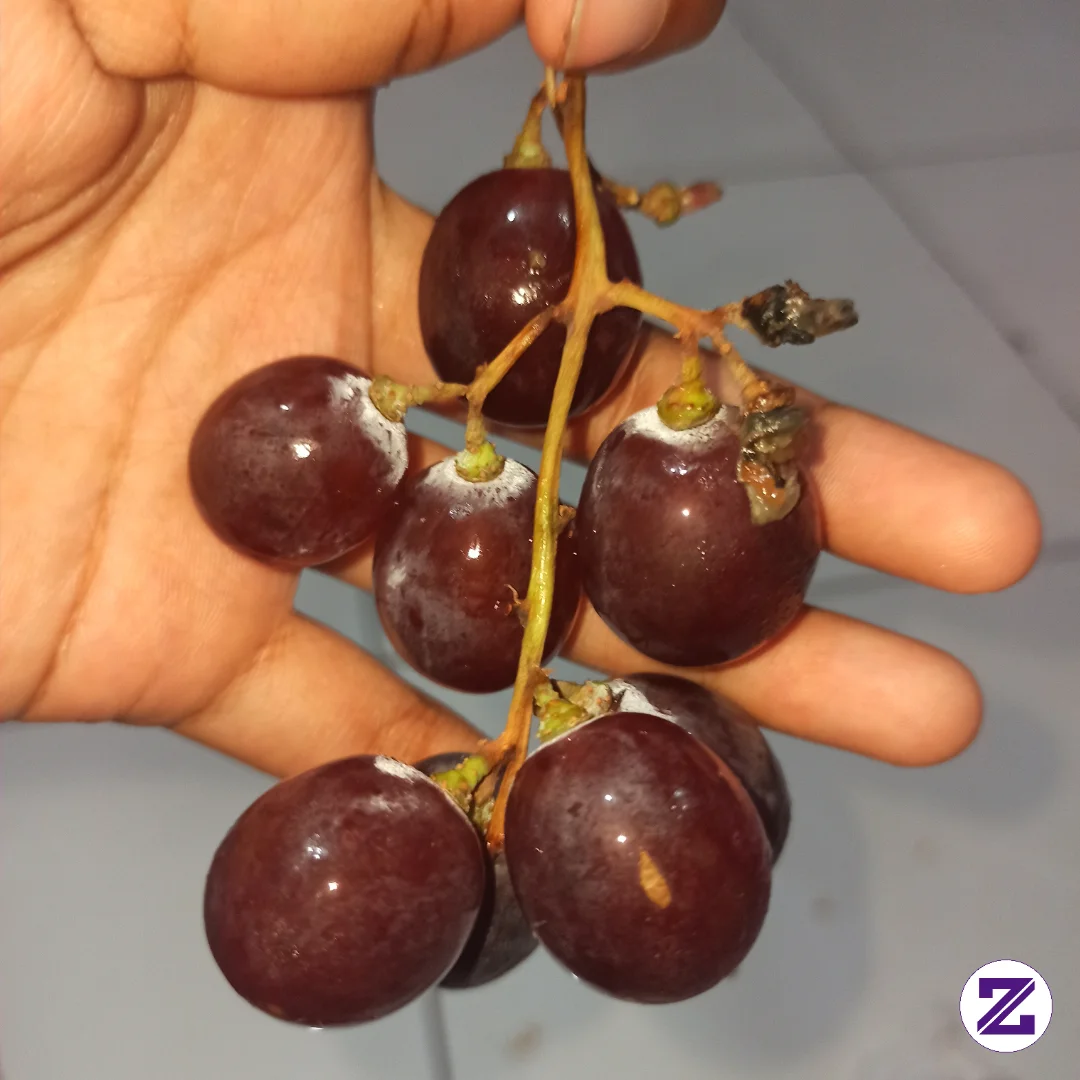 Buah Favorit Siapa Nih ?