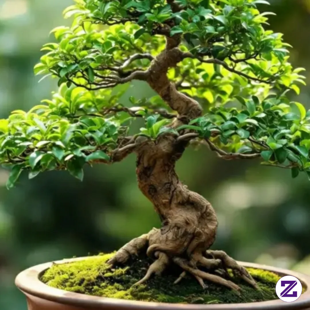 Kasih Nilai 1-10 Buat Lekukan Dan Perakaran Bonsai Cantik Ini!