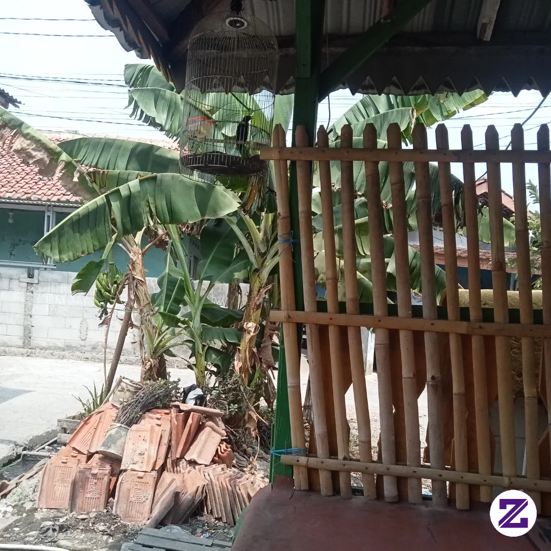 Cucak Keling Adalah Burung Berwarna Hitam Pekat Dan Mengkilap Di Bagian Lehernya