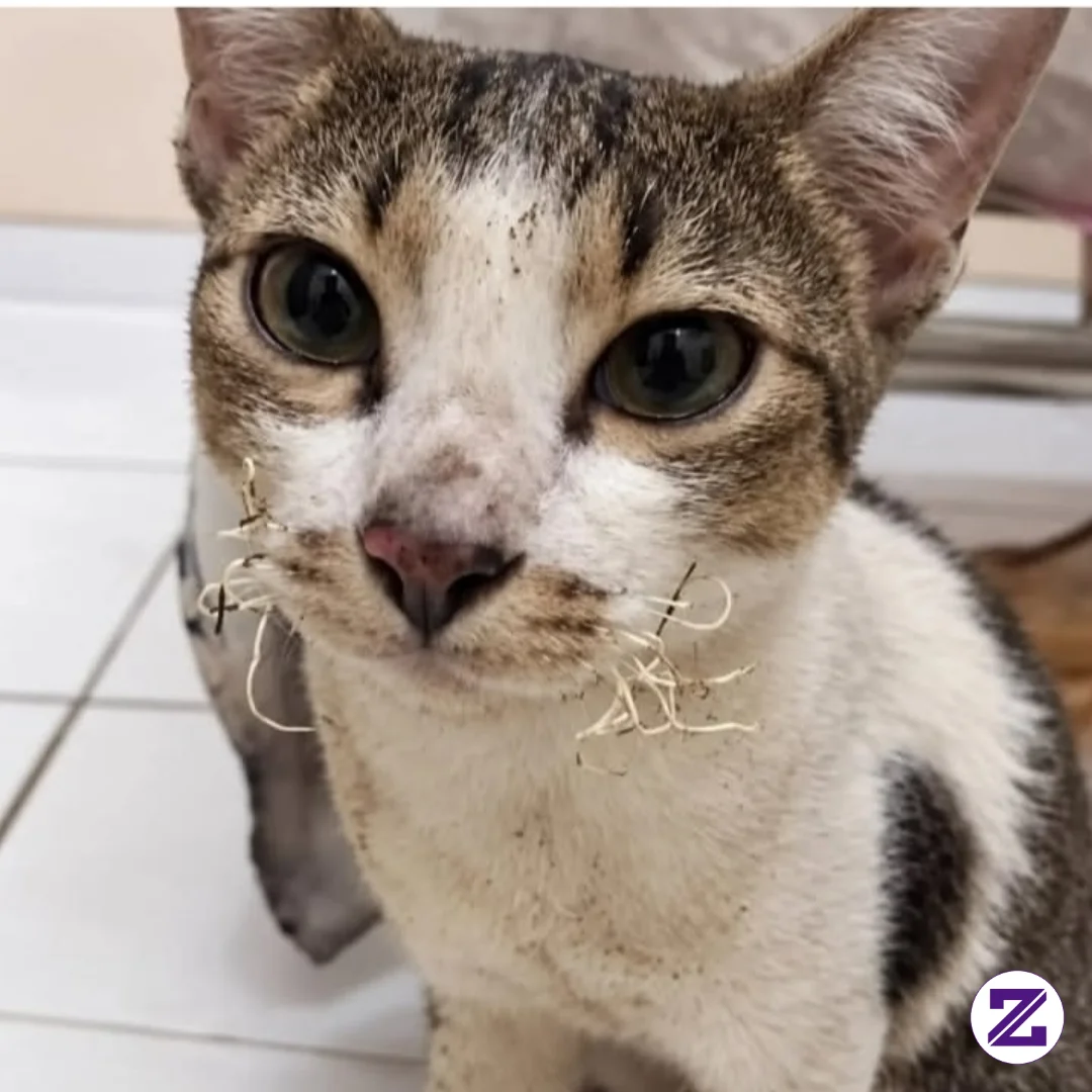 Kucing Memang Suka Mencari Tempat Hangat Untuk Bersantai,