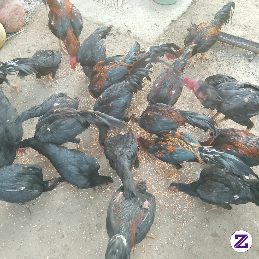 Ayamku Lagi Makan Siang