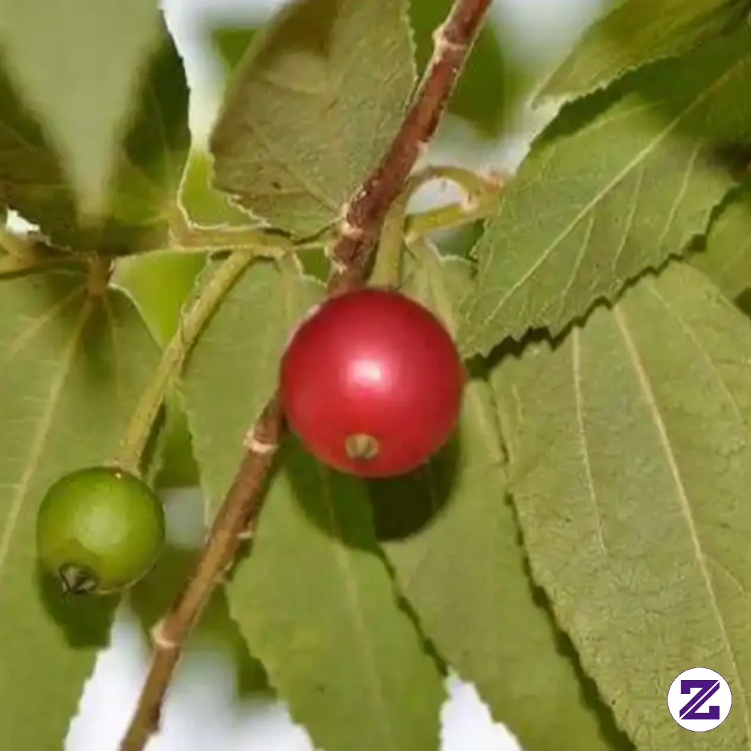 Dulu Kita Panjat Pohonnya Cuma Buat Satu Hal: Buah Seri Yang Merah Manis Itu. 🍒
