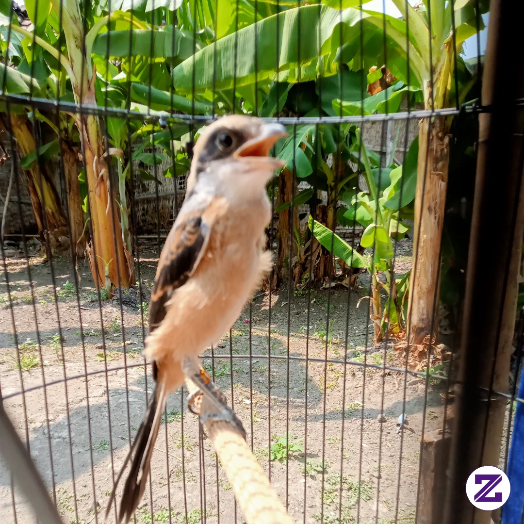Seekor Burung Yg Bernama Cendet Adalah Jenis Burung Yang Bisa Menirukan Banyak