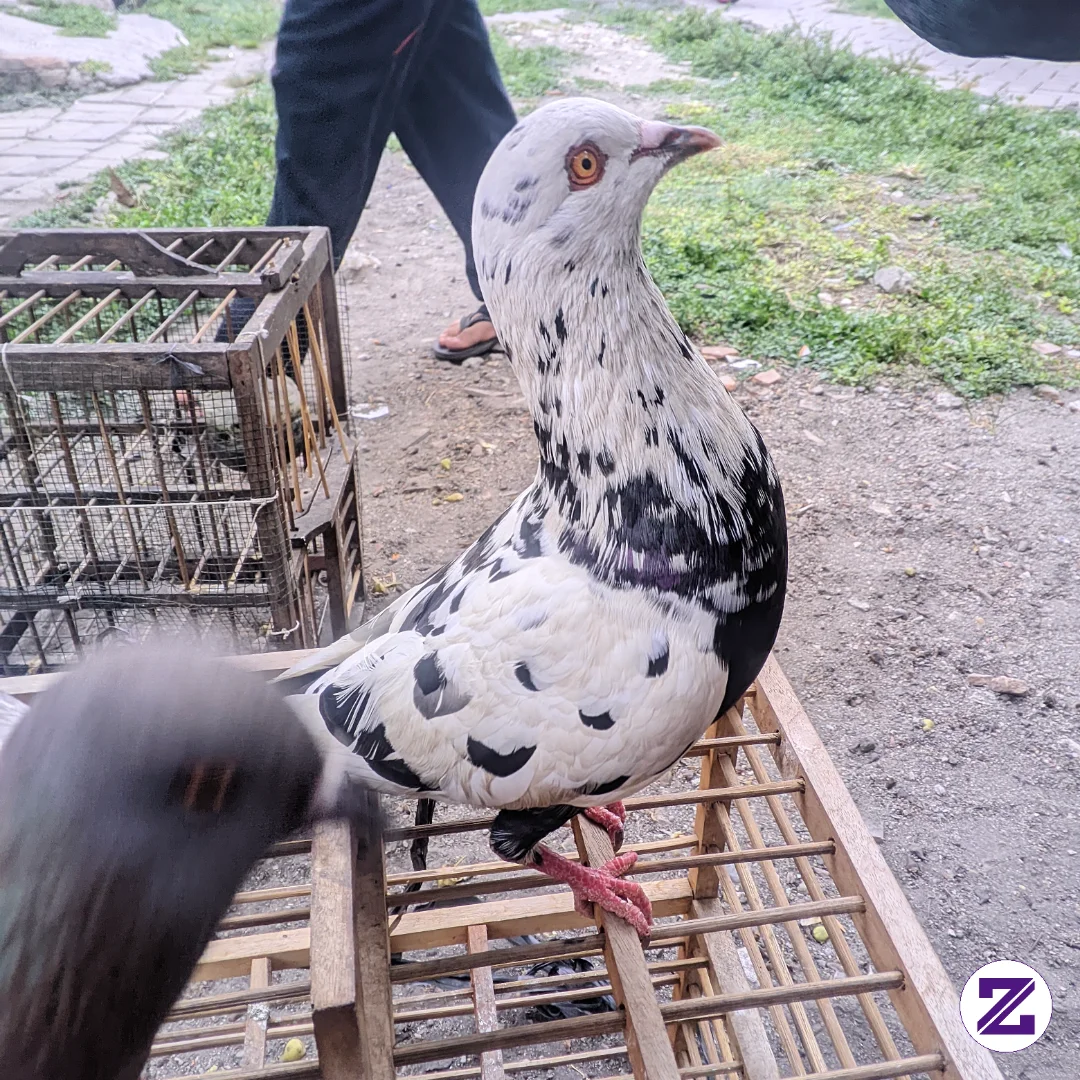 Bismillahirrahmanirrahim Semoga Sukses Di Dunia Perburungan