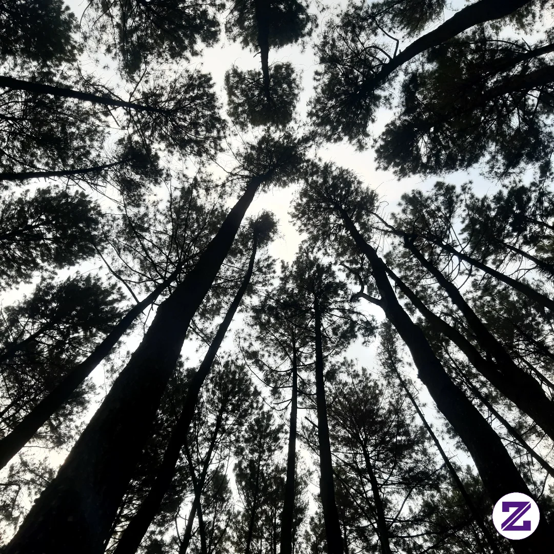The Pine Trees Hold So Many Memories