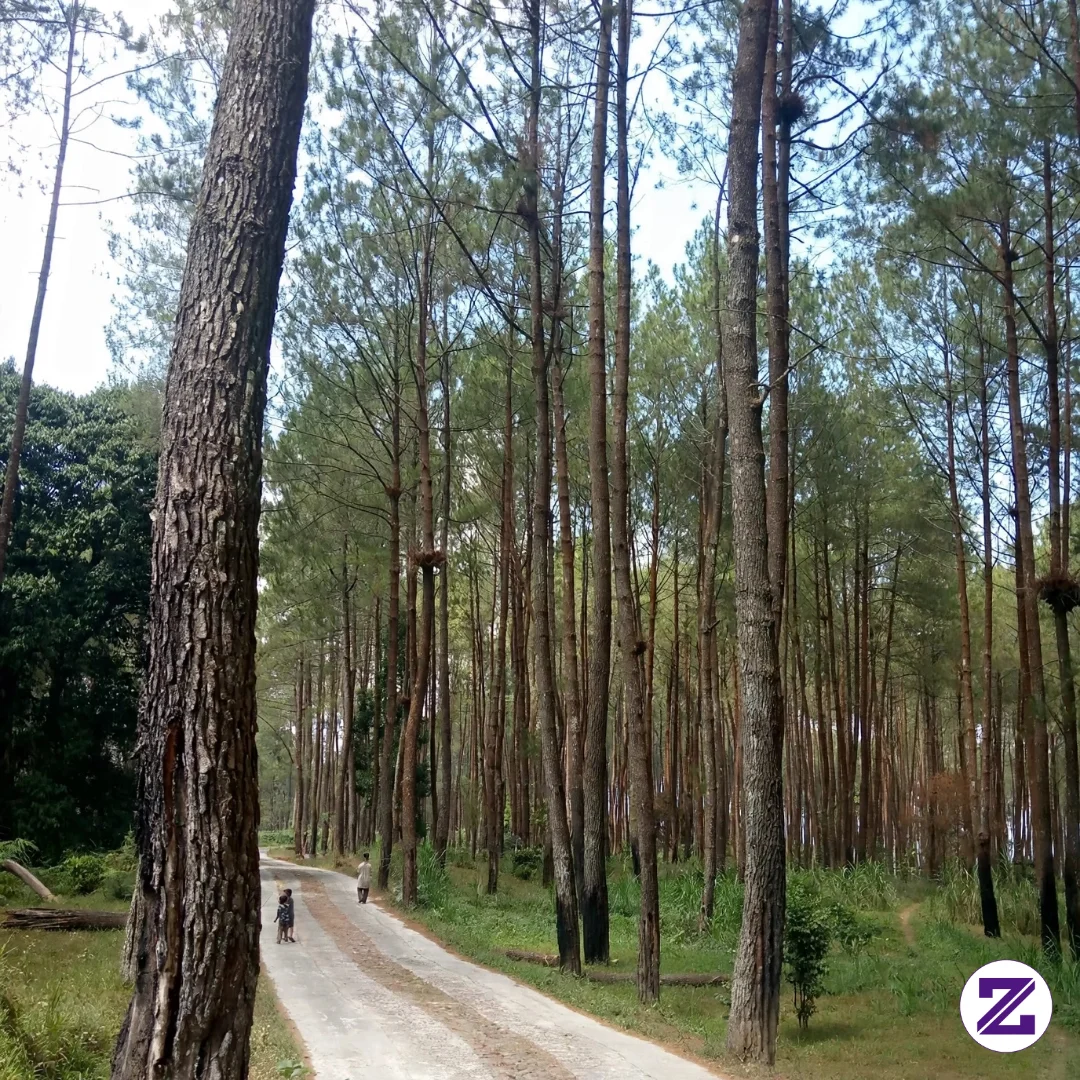 View Hijau Pohon Pinus - Gaya Hidup - Mbak Bar