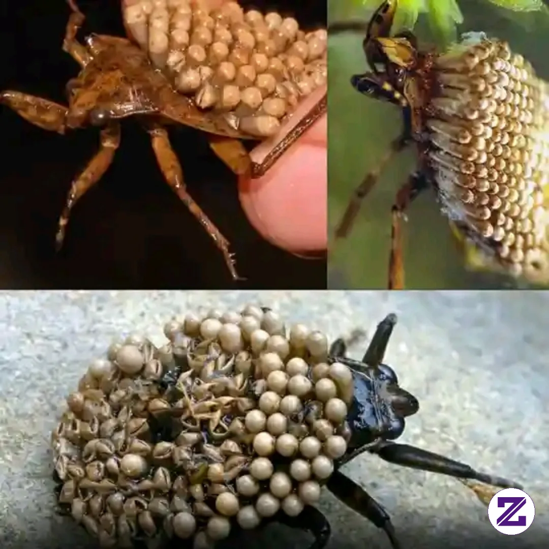 Ini Dia Giant Water Bug, Serangga Air.