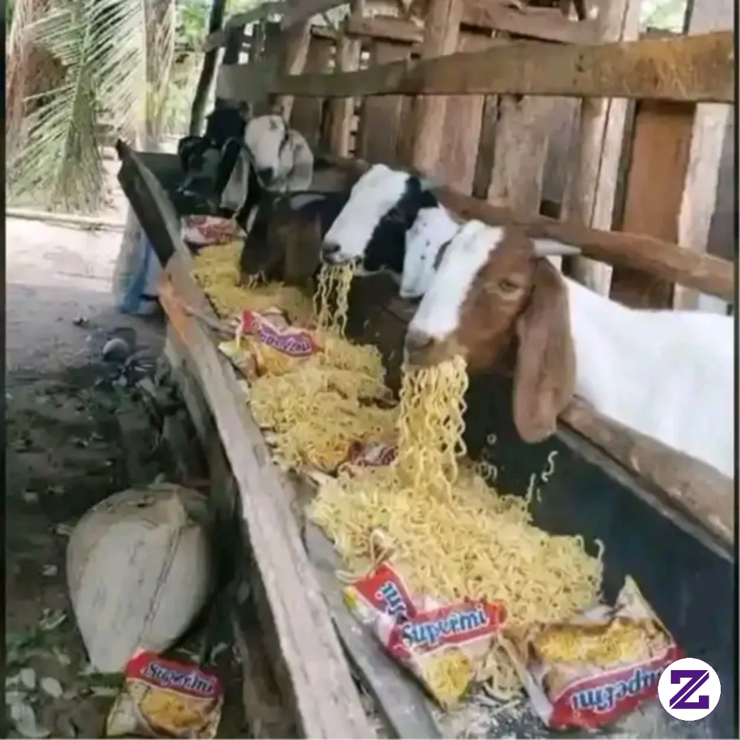 Lagi Musim Kering , Ga Ada Rumput, Makan Mie Goreng Pun Jadi
