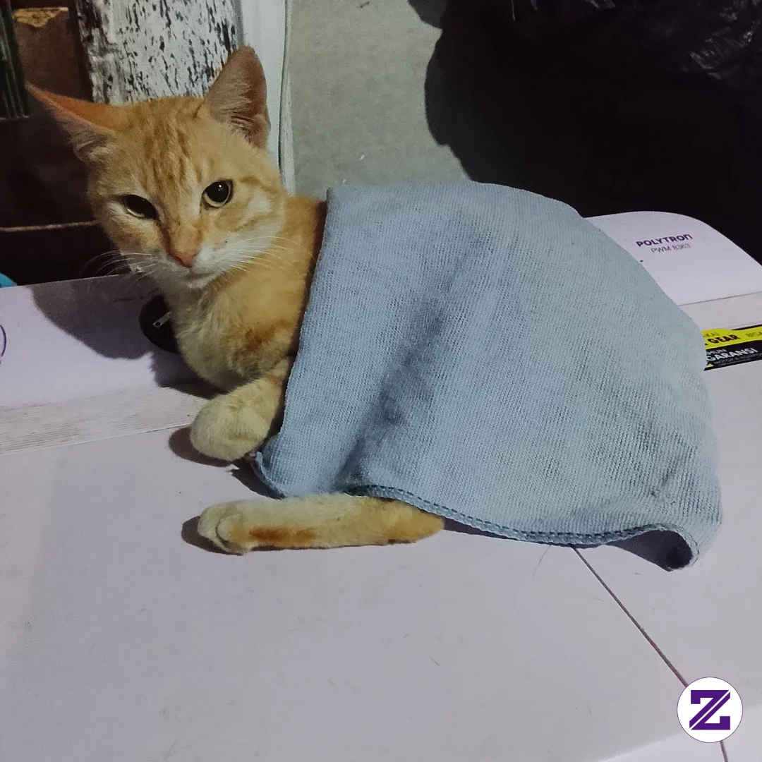 Kucingku Kedinginan Jadi Dipakein Selimut🤣 - Hewan Peliharaan - Dian Apriyawan