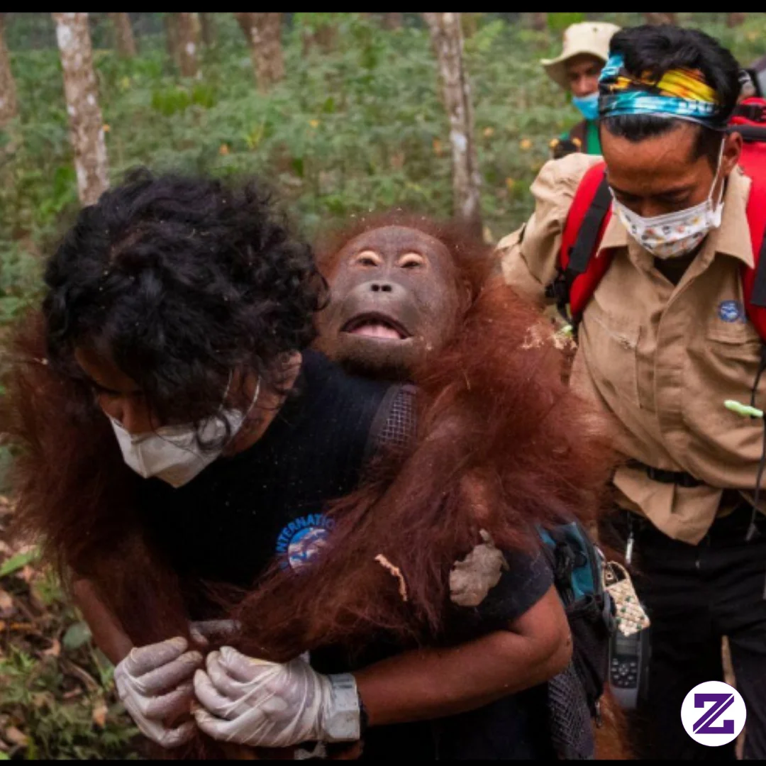 BUKAN CUMA HUTAN YANG TERBAKAR, HEWAN-HEWAN LIAR JUGA KEHILANGAN RUMAHNYA