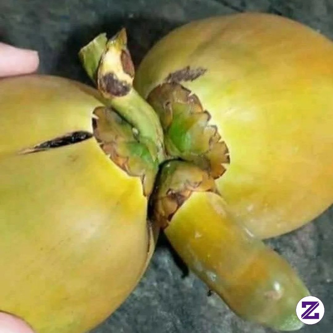Agak Sedikit Aneh Tapi Nyata😄