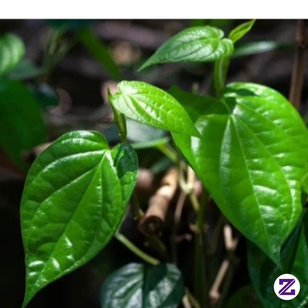 Daun Sirih Adalah Bagian Daun Dari Tanaman Merambat (Piper Betle) Yang Berasal