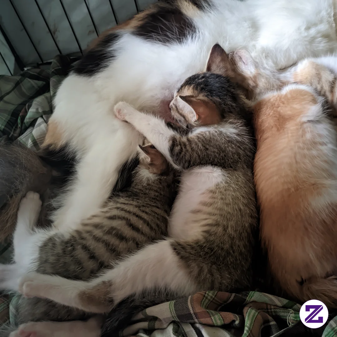 Jam 8 Pagi Masih Pada Bobo Pules 😴🐾