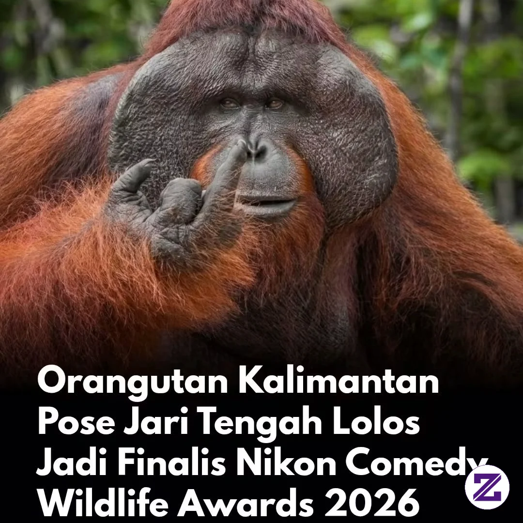 Seekor Orangutan Di Hutan Borneo Menjadi Salah Satu Foto Paling Mencuri