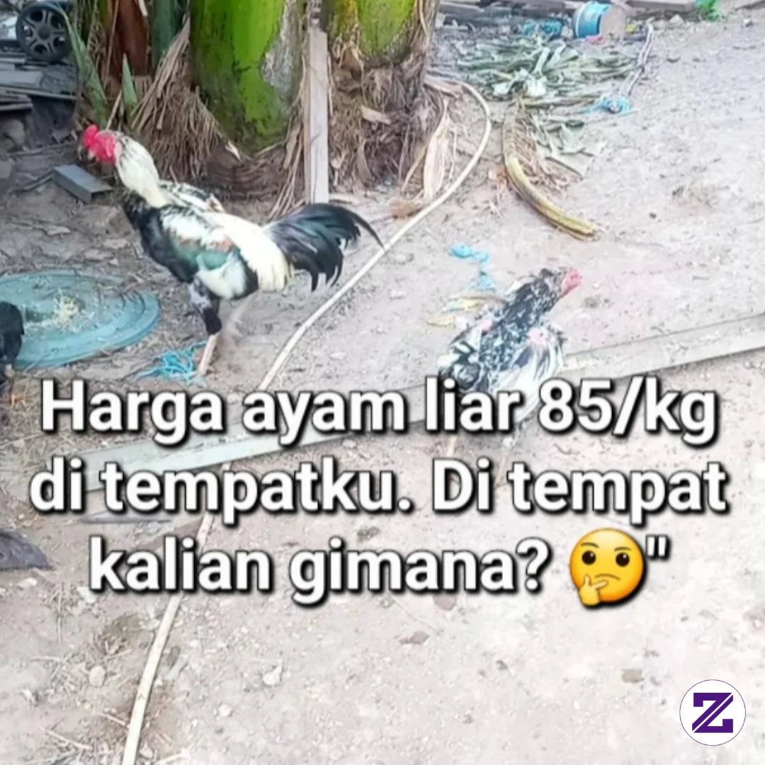 INI BUKAN AYAM KAMPUNG BIASA, INI AYAM KAMPUNG LIAR 🐓🔥