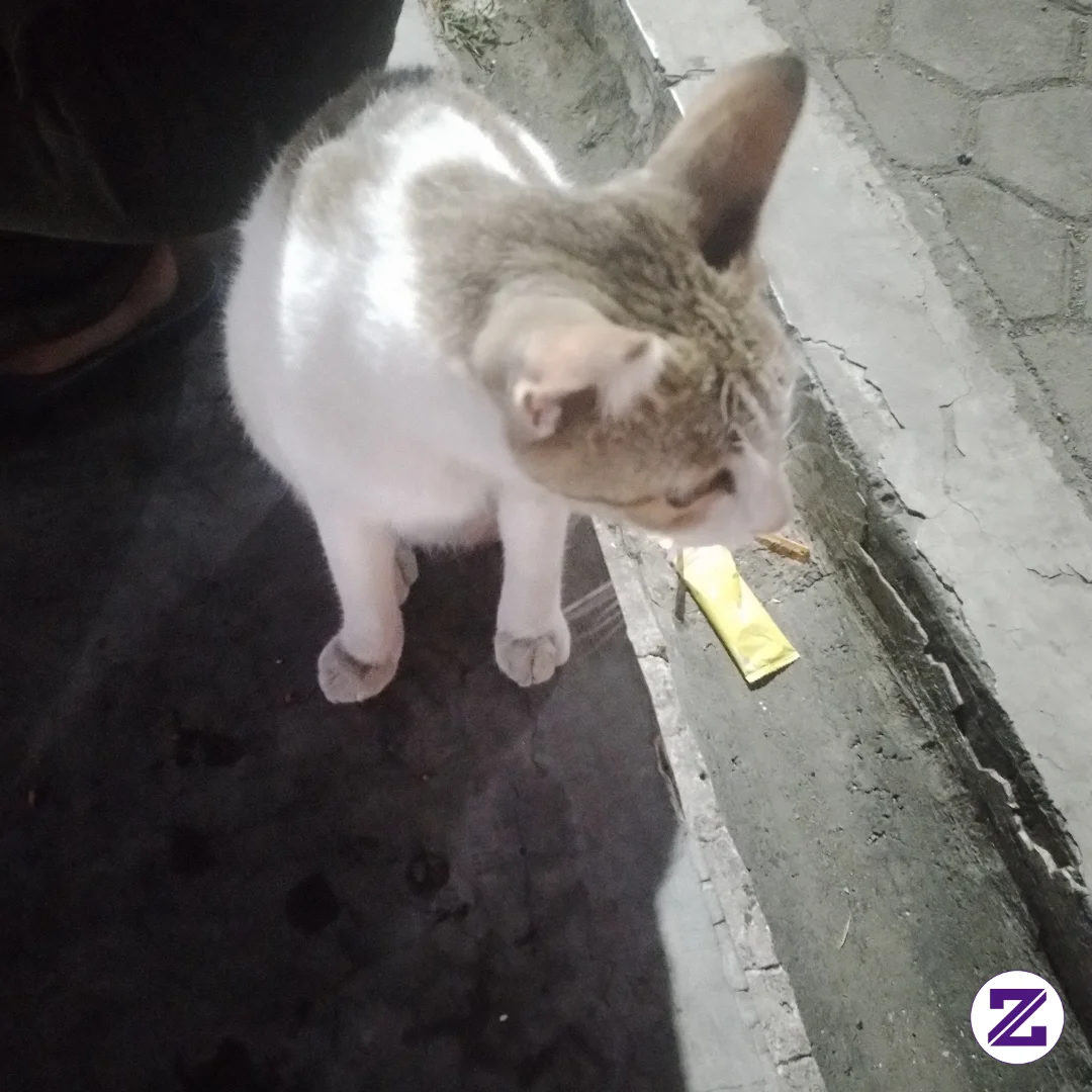 Ini Kucing Ku Mn Kucing Mu - Umum - Ade Ramdan