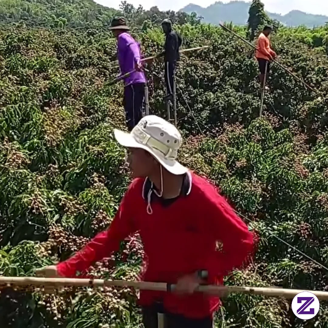 Panen Duku Bolo Sapa Yang Mau