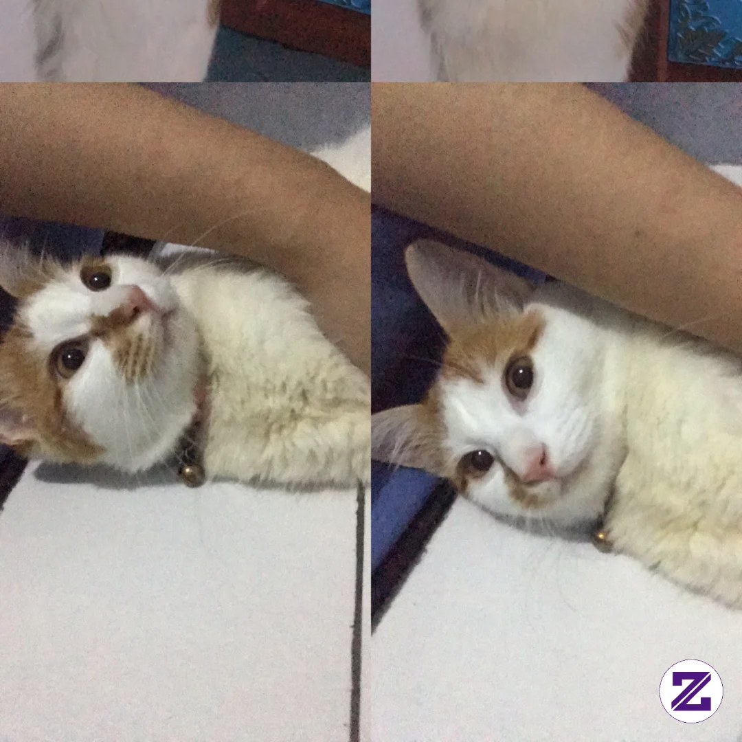 Selamat Pagii Siapa Disini Yang Pecinta Kucingg ☺️