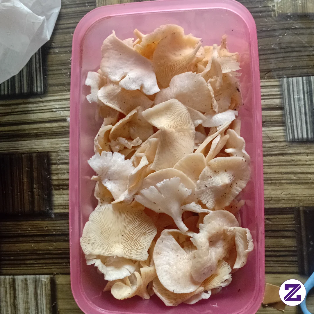 Jamur Putih Enaknya Di Masak Apa Yae