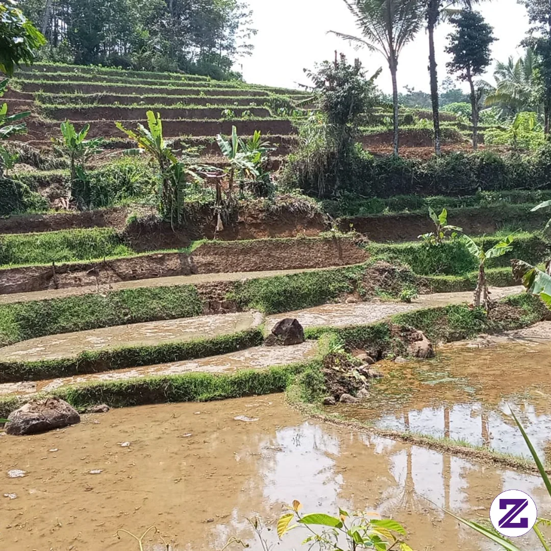 Indahnya Pemandangan Dipesawahan.
