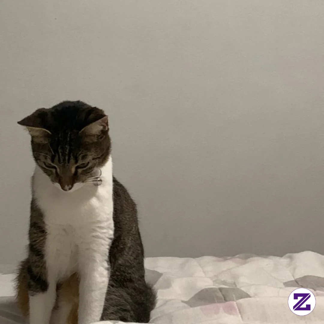 KUCING LUCU DAN IMUT
