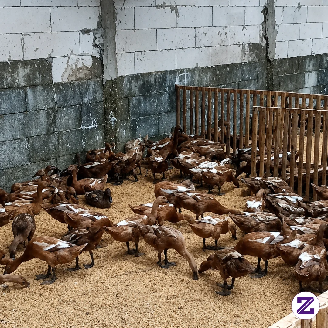 Perkumpulan Bebek Bebek Untuk Siap Me Nelur Dan Siap Berkembang Biak