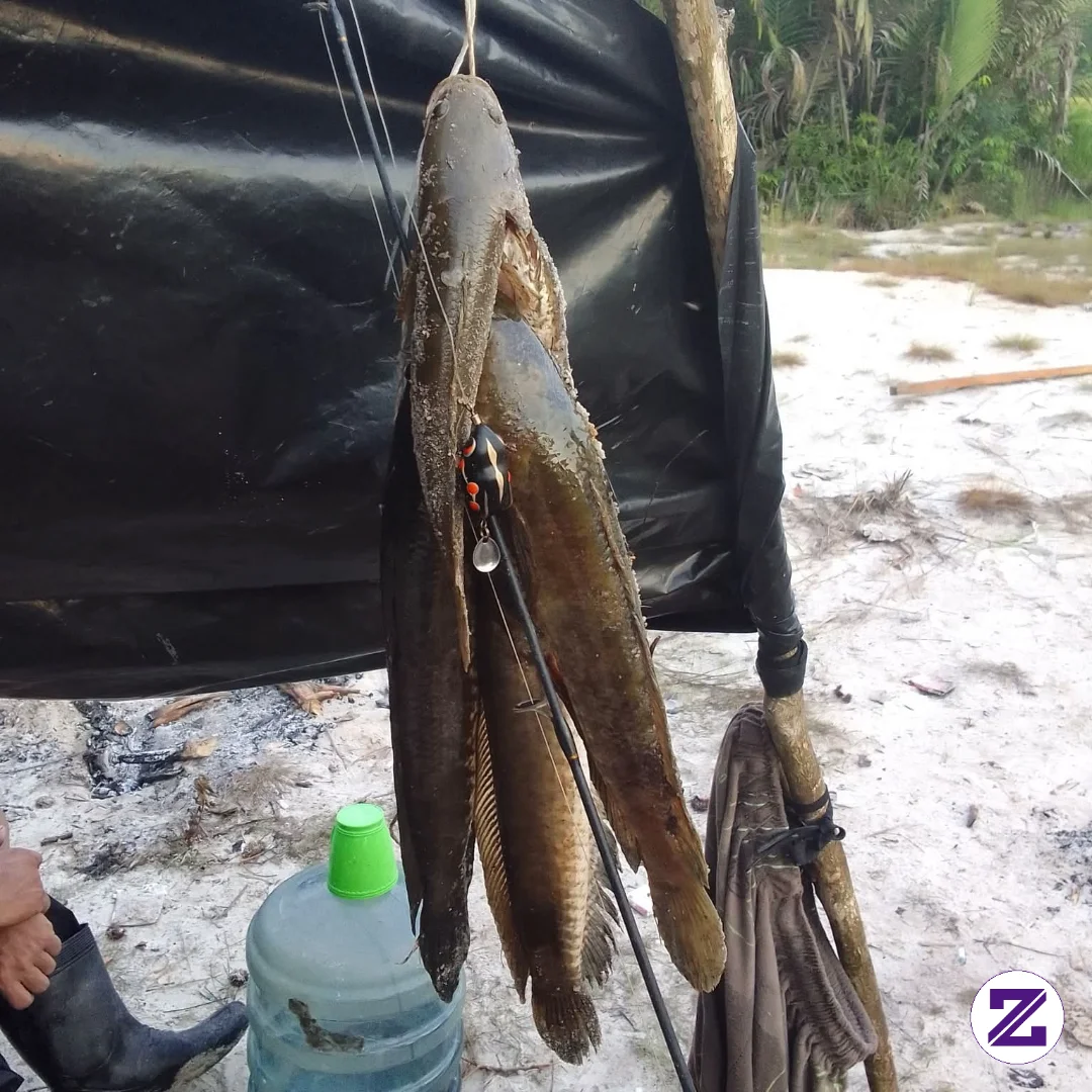 Hasil Setreak Musim Kemarau. Tempat Kalian Ikan Apa Ini Namanya