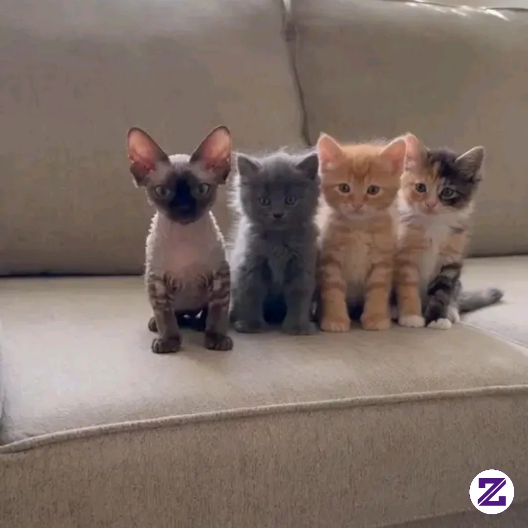 Ini Kucing Kucing Aku Yang Bernama Nono Nino Noni Nano Dan Naniiiiiiiiiiiii