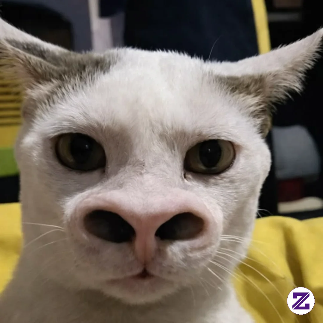 Kenalin Ini Kucing Gue Namanya Asep