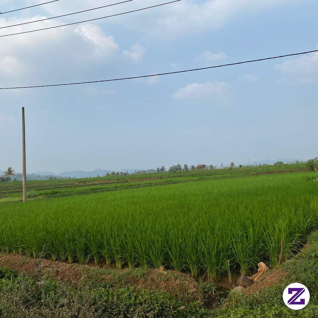 Hijau Hijau 🌾🌾🌾🌾🌾🌾🌾🌾