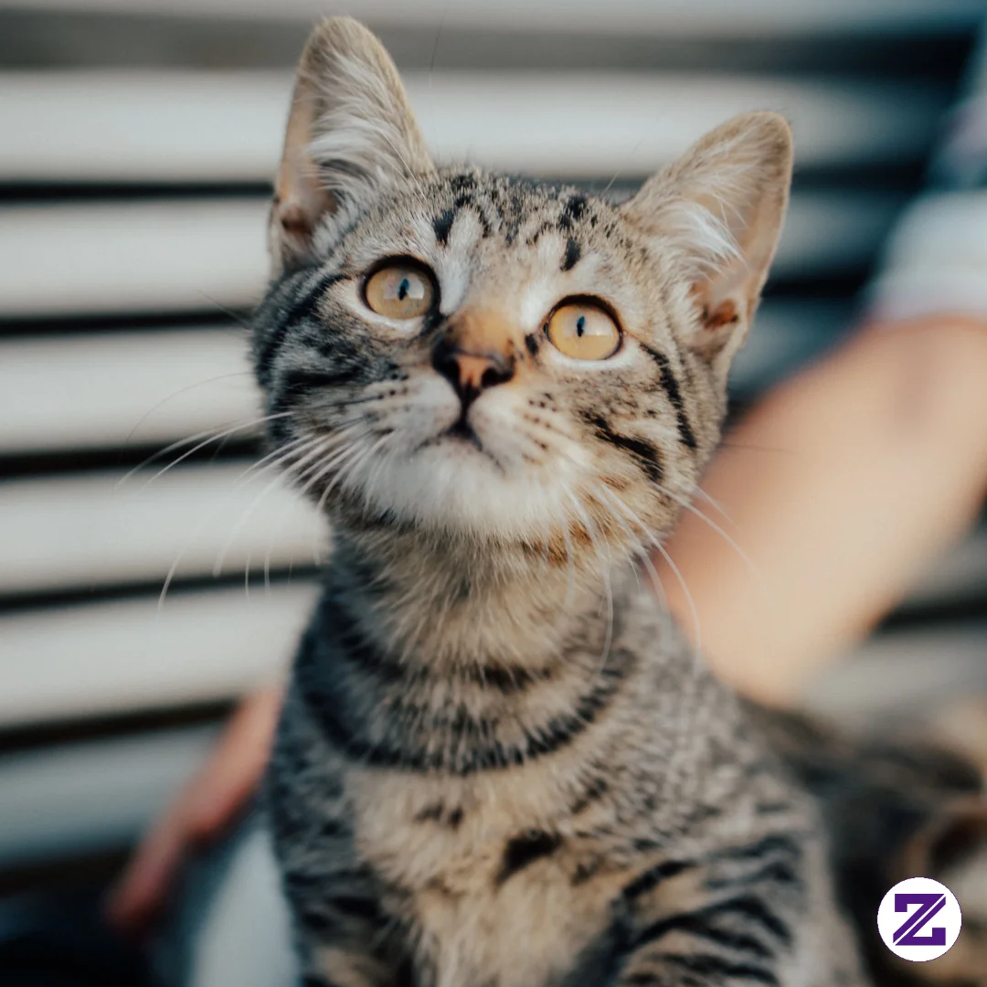 This Portrait Captures An Adorable Young Tabby Kitten Sitting Outdoors And