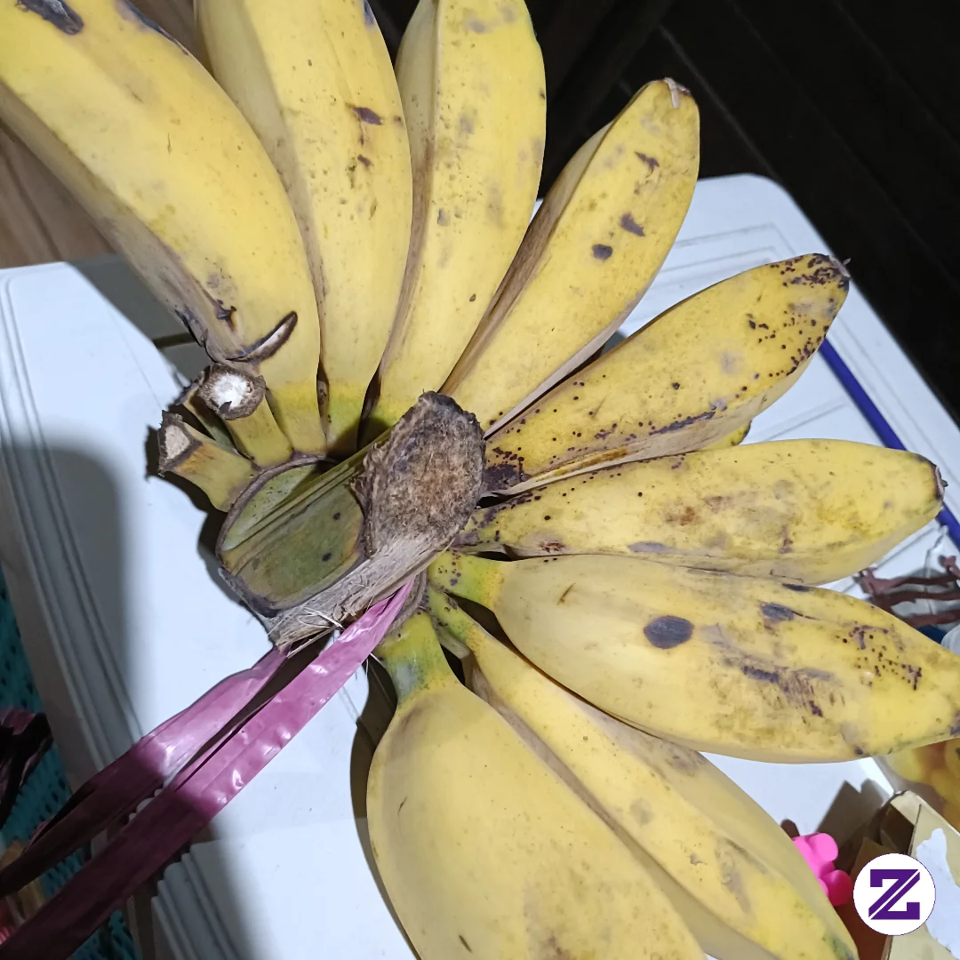 Eh Potonyan Ketinggalan Ternyata. 😭 Saran Dong Enaknya Di Masak Apa Nih Pisang