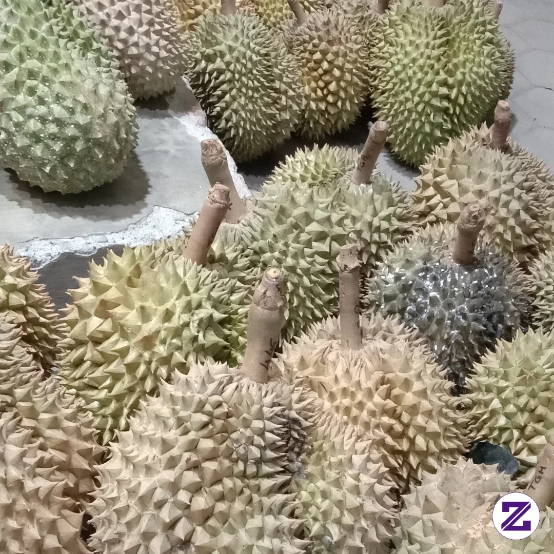 Hari Ini Borong Durian Montong