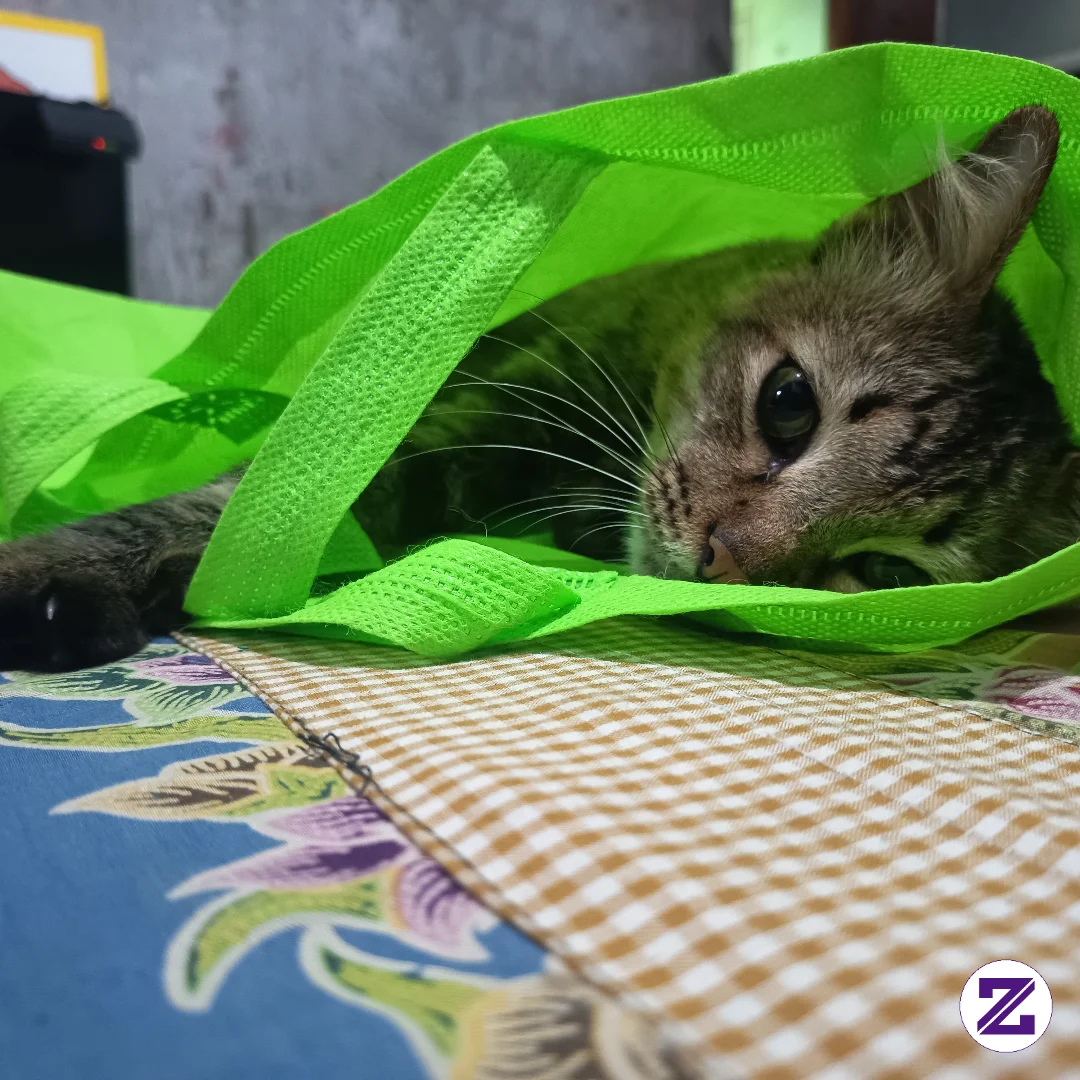 Anabul Ku Bukan Istimewa, Anabul Kampung Menjadi Anabul Kota