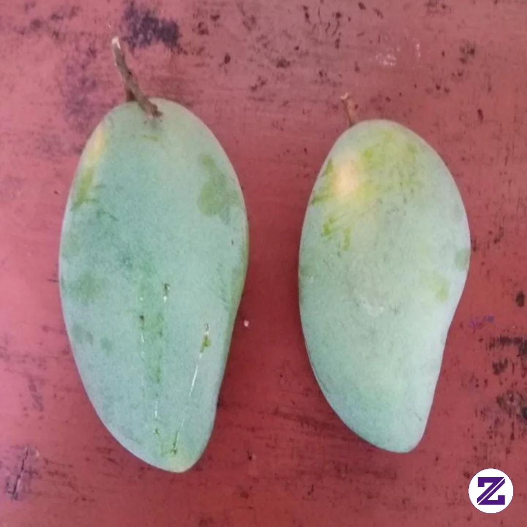 Mayan Dapt Mangga Gumading Buat Ngerujak